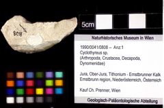 Foto (Objket + Etiketten) von Cyclothyreus sp. 